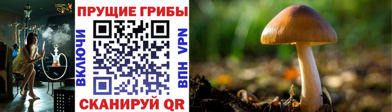 Галлюциногенные грибы мицелий  mega зеркало  Магнитогорск 